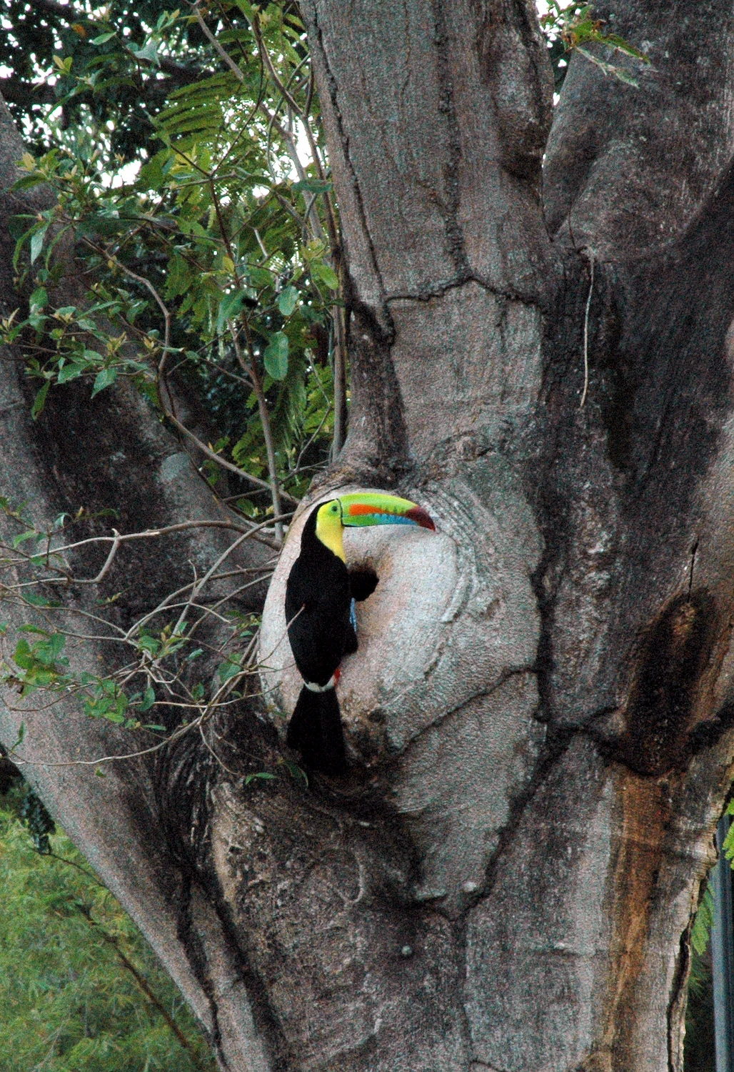 Biodiversidad